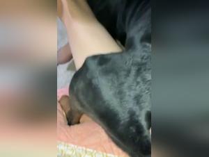 Laws & Ethics of Animal Sexuality