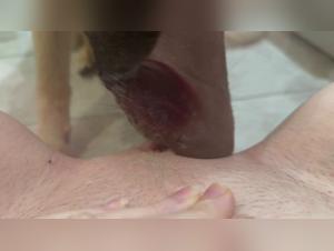 Forbidden Desires & Animals