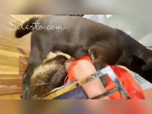 Desiderio animale, compulsioni insondabili: scopri le sue sessioni X-rated con i cani.