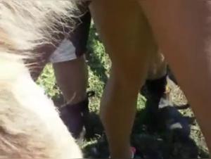 Discover Hard Sex Scenes with Horses