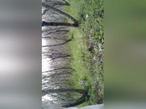 Sex video with a dog: don't miss it!