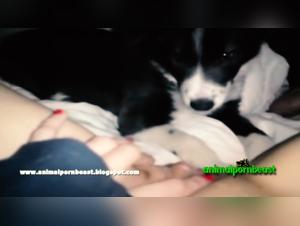 Dog sex videos: Lilp and her Dalmatian