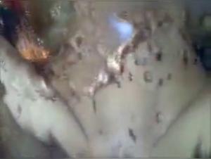 Dog sex videos: discover our selection of bestiality sex videos