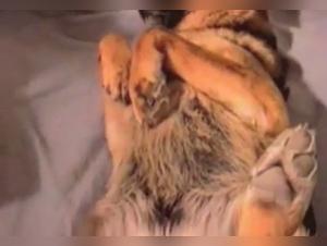 A video of extreme zoophilia