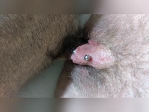 Discover images of extreme zoophilia