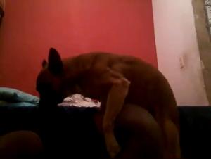 Sex with Dog: An Extreme Experience