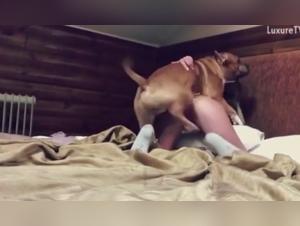 Canine Eros: A Tapestry of Sensual Pleasures