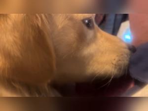 The Most Popular Dog-Sucking Women to Watch