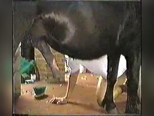 Bestiality and Extreme Pleasure with a Horse