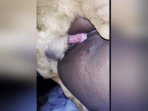 Discover the Wildest Fantasies in our Bestiality Video