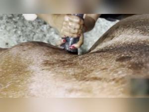 Zoophilia video with a horse