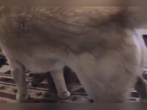 Extreme practices in a dog sex video