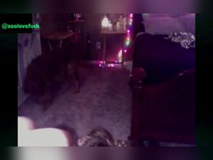 The peak of animal desire: video zoofilia without censorship