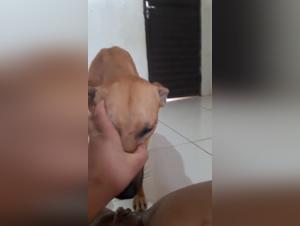 Extreme zoophilia video with a Brazilian woman