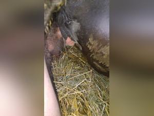 Esplorazione oscura: le donne e i loro desideri animali