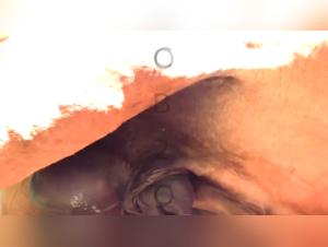 Dog Fucking: Intense Private Encounters