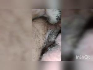 Zoophilia scene with a dog and a man