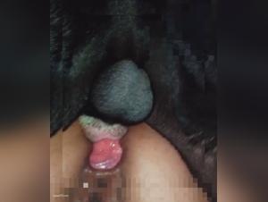 Dog Sex Videos: Discover the Forbidden