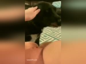 Shocking video: a submissive female dog and a dog in a bestiality sex scene