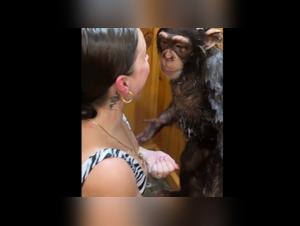 videos zoophilia animaltube