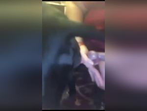 Sexe extrême avec un chien : une femme suce et se fait baiser