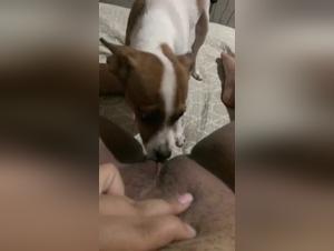 Troie, cani e desideri proibiti