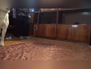 Discover the Extreme Passion and Sensuality of Bestiality with Olga