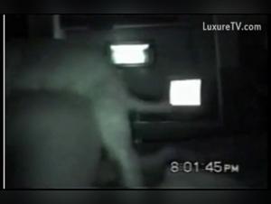 Dog sex videos on webcam