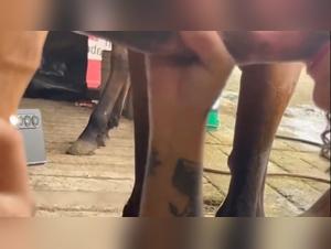 the dangerous allure of k9 sex