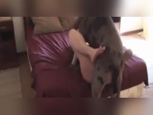 A beastly encounter between a mistress and her dog