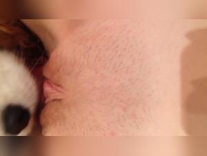 Dog sex videos: pleasures of zoophilia