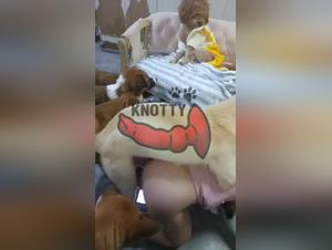 How to Choose the Right Companion for a Sexy Relationship with a Japanese Dog