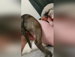 Discover the pleasure of bestiality with a 'good girl' and a dog