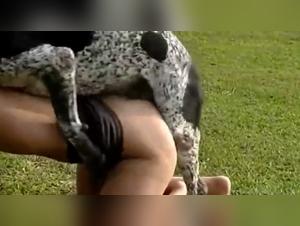 strayx zoolkoo taboo