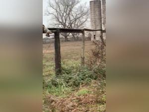 Dog Pornography & Ethical Dilemmas