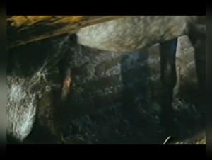 Bestiality Sex Videos with Horses