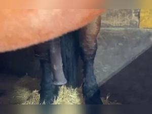 Vidéo de Zoophilie Intense