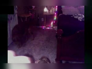 Experience the Thrill of Bestiality