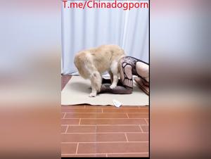Fuga canino, divertimento selvaggio fatto in casa