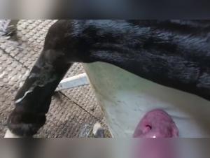 Slow motion ejaculation from a horse