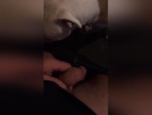 Bestiality sex video with a naughty dog