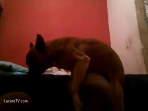Delizie tabu: quando il cane divora il desiderio