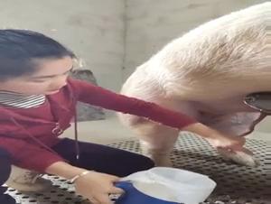 Men Giving in to Their Wild Animal Instincts