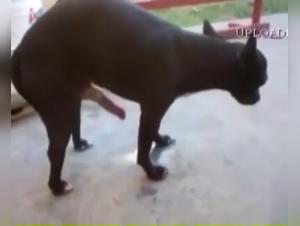Extreme Sex Video with a Small Dog