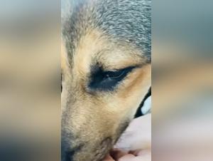 Video of lesbian fucking with dog: Blonde brunette bitch fucks her dog