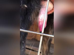 Bestial Video: Discover Sex with a Dog