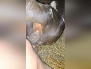 Ethics and Realities of Zoophilia