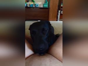 Baciare e succhiare cagnoline nel porno dello zoo