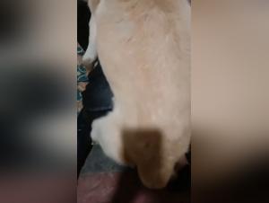 Bestiality video: a woman and her dog