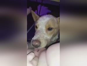 Gay Beastiality et Zoo Skool